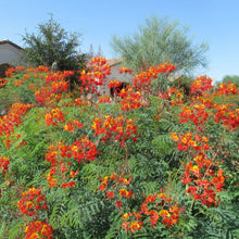 Load image into Gallery viewer, Pride of Barbados/Mexican Red Bird of Paradise Plant Seeds