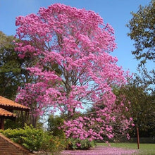 Load image into Gallery viewer, Pink Trumpet Tabebuia Tree Seeds