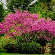 Load image into Gallery viewer, Eastern Redbud Tree Seeds