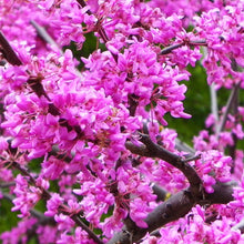 Load image into Gallery viewer, Eastern Redbud Tree Seeds