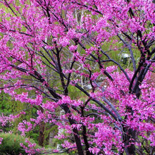 Load image into Gallery viewer, Eastern Redbud Tree Seeds