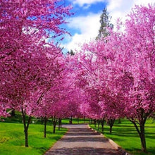 Load image into Gallery viewer, Eastern Redbud Tree Seeds