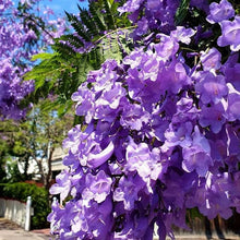 Load image into Gallery viewer, Jacaranda Tree Seeds