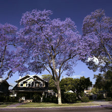 Load image into Gallery viewer, Jacaranda Tree Seeds