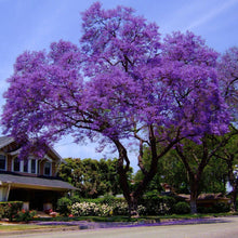 Load image into Gallery viewer, Jacaranda Tree Seeds