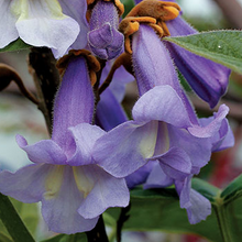 Load image into Gallery viewer, Royal Empress Tree Seeds