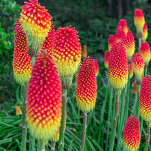 Load image into Gallery viewer, Red Hot Poker Ornamental Grass Seeds