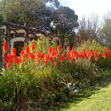 Load image into Gallery viewer, Red Hot Poker Ornamental Grass Seeds