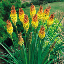 Load image into Gallery viewer, Red Hot Poker Ornamental Grass Seeds