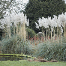 Load image into Gallery viewer, Pampas Ornamental Grass Seeds (White)