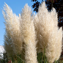 Load image into Gallery viewer, Pampas Ornamental Grass Seeds (White)