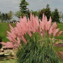 Load image into Gallery viewer, Pampas Ornamental Grass Seeds (Pink)