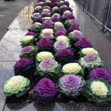 Load image into Gallery viewer, Ornamental Cabbage Plant Seeds