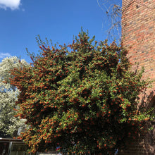 Load image into Gallery viewer, American Holly Tree Seeds