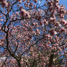 Load image into Gallery viewer, Saucer Magnolia Tree Seeds