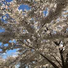 Load image into Gallery viewer, Japanese Flowering Cherry Tree Seeds