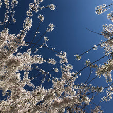 Load image into Gallery viewer, Japanese Flowering Cherry Tree Seeds