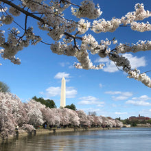Load image into Gallery viewer, Japanese Flowering Cherry Tree Seeds