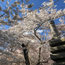 Load image into Gallery viewer, Japanese Flowering Cherry Tree Seeds