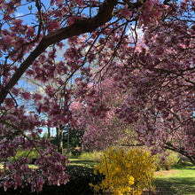 Load image into Gallery viewer, Saucer Magnolia Tree Seeds