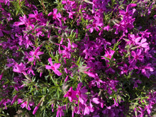 Load image into Gallery viewer, Spring Charm Rock Cress Ornamental Groundcover Seeds