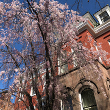 Load image into Gallery viewer, Japanese Higan Flowering Cherry Tree Seeds