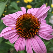 Load image into Gallery viewer, Echinacea Purple Coneflower Seeds