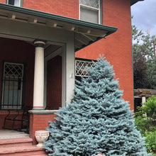 Load image into Gallery viewer, Blue Spruce Tree Seeds