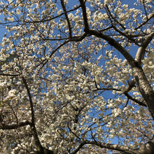 Load image into Gallery viewer, Japanese Flowering Cherry Tree Seeds