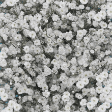 Load image into Gallery viewer, Baby's Breath (Gypsophila) Flower Seeds