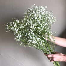 Load image into Gallery viewer, Baby's Breath (Gypsophila) Flower Seeds