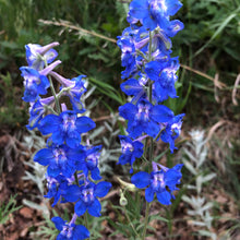 Load image into Gallery viewer, Texas Bluebonnet Flower Seeds