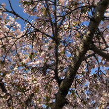Load image into Gallery viewer, Japanese Higan Flowering Cherry Tree Seeds