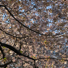 Load image into Gallery viewer, Japanese Higan Flowering Cherry Tree Seeds