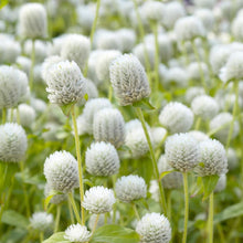 Load image into Gallery viewer, White Gomphrena (Globe Amaranth) Plant Seeds
