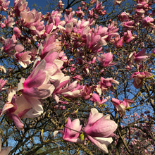 Load image into Gallery viewer, Saucer Magnolia Tree Seeds