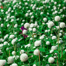 Load image into Gallery viewer, White Gomphrena (Globe Amaranth) Plant Seeds
