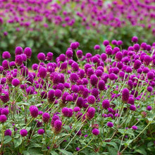 Load image into Gallery viewer, Purple Gomphrena (Globe Amaranth) Plant Seeds