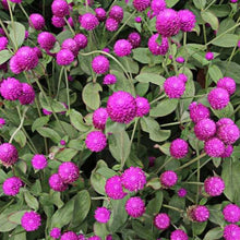 Load image into Gallery viewer, Purple Gomphrena (Globe Amaranth) Plant Seeds