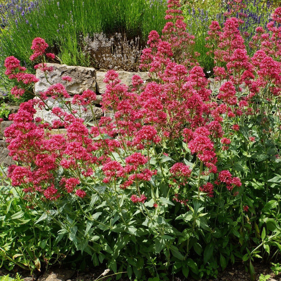 Jupiter's Beard (Red Valerian) Plant Seeds  SEEDTOPIA