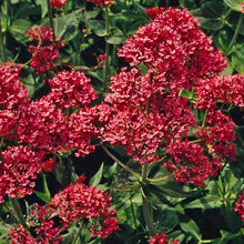 Load image into Gallery viewer, Jupiter's Beard (Red Valerian) Plant Seeds