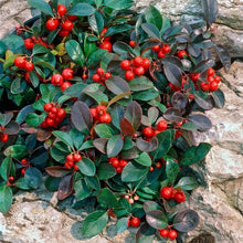 Load image into Gallery viewer, Wintergreen Ornamental Groundcover Plant Seeds