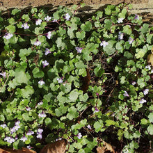 Load image into Gallery viewer, Kenilworth Ivy Ornamental Groundcover Plant Seeds