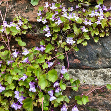 Load image into Gallery viewer, Kenilworth Ivy Ornamental Groundcover Plant Seeds