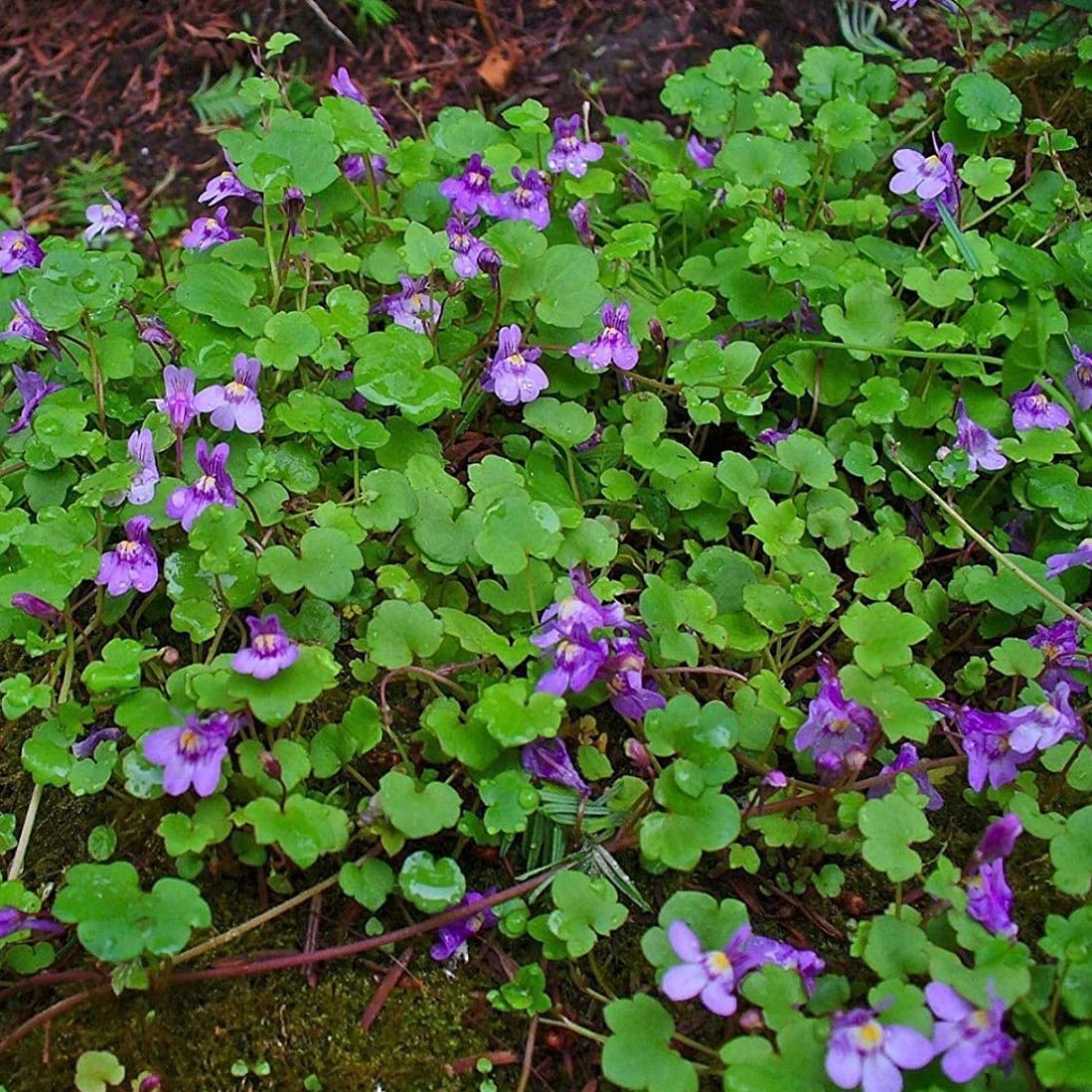 ivy plant seeds Kenilworth Ivy Ornamental Groundcover Plant Seeds – SEEDTOPIA