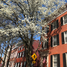 Load image into Gallery viewer, Japanese Flowering Cherry Tree Seeds