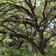 Load image into Gallery viewer, Live Oak Tree Seeds