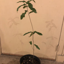 Load image into Gallery viewer, Live Oak Tree Seeds