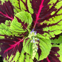 Load image into Gallery viewer, Coleus "Rainbow" Plant Seeds