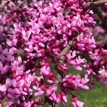Load image into Gallery viewer, Eastern Redbud Tree Seeds